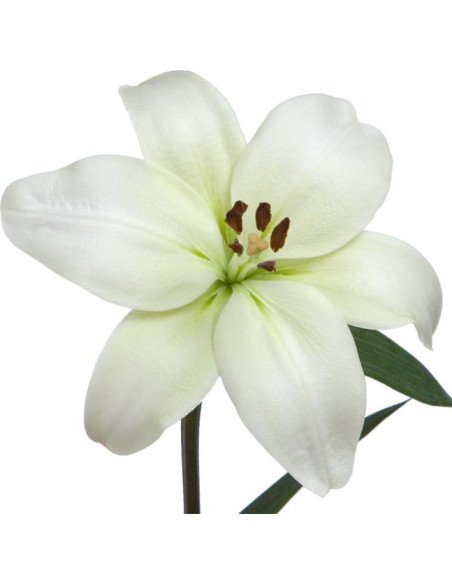 LA Royal Lilies 60 stems WHITE