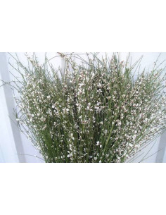 Ginestra White or Assorted 10 Bunches
