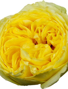 Garden Rose Yellow Mayra's Yellow 24 Stems