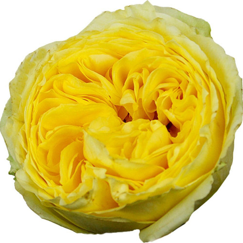 Garden Rose Yellow Mayra's Yellow 24 / 36 / 48 stems