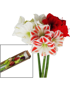 Amaryllis Christmas Pack 18 stems