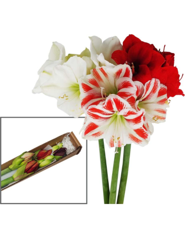 Amaryllis Christmas Pack 18 stems and other Purchase Wholesale amaryllis bulbs. Free Returns & Net 60 Terms on Faire trending on Faire.