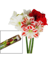 Amaryllis Christmas Pack 18 stems