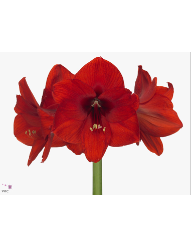 Amaryllis Red Lion 18 stems and other Purchase Wholesale amaryllis bulbs. Free Returns & Net 60 Terms on Faire trending on Faire.