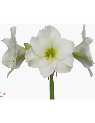 Amaryllis White "Christmas gift" 18 stems and other Purchase Wholesale amaryllis bulbs. Free Returns & Net 60 Terms on Faire trending on Faire.