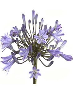 Agapanthus Blue