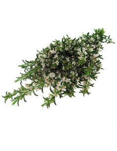 Eriostemon Green "Budded"