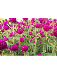 Gomphrena Hot Pink 10 bunches