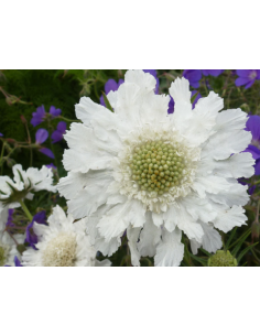 Wholesale Scabiosa Fama White - 50/100 Stems Bulk | Florasource