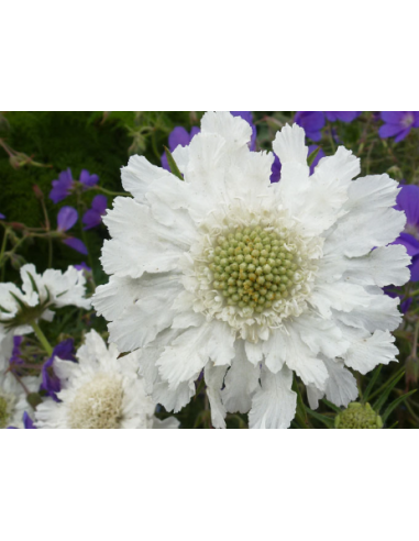 Wholesale Scabiosa Fama White - 50/100 Stems Bulk | Florasource