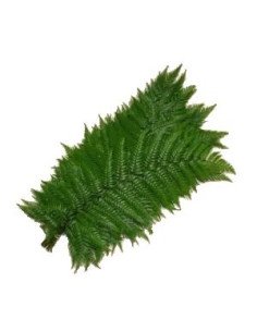 Feather Fern