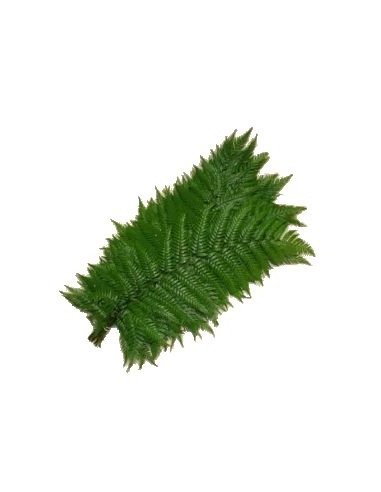 Feather Fern