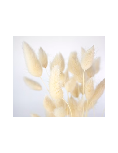 Bunny Tail White 100 stems