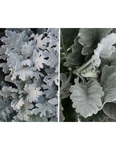 Dusty Miller