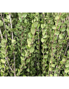 Luma "chilean myrtle" 5 / 10 / 20 bunches