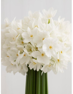 Narcisuss Paperwhites 5 bunches