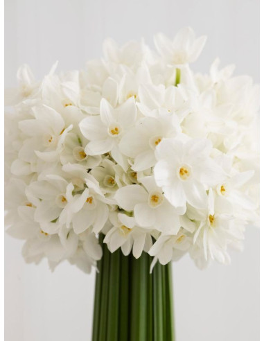 Narcisuss Paperwhites 5 bunches Narcisuss Paperwhites 5 bunches