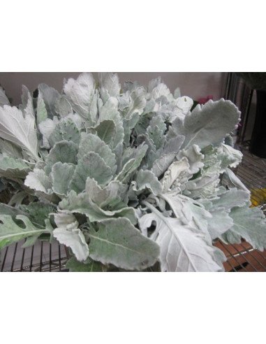 Dusty Miller 50 stems