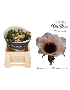 Anemone VIP Brownie – Wholesale & Bulk Brown Anemone (50 Stems)