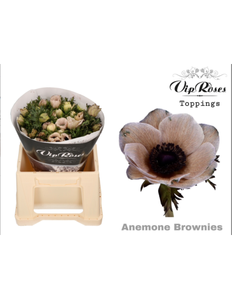 Anemone VIP Brownie – Wholesale & Bulk Brown Anemone (50 Stems)