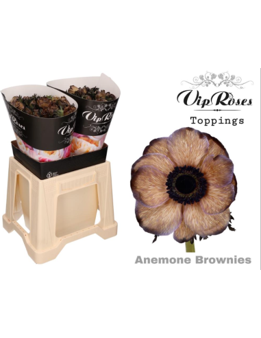 Anemone VIP Brownie – Wholesale & Bulk Brown Anemone (50 Stems)