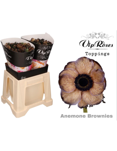 Anemone VIP Brownie – Wholesale & Bulk Brown Anemone (50 Stems)