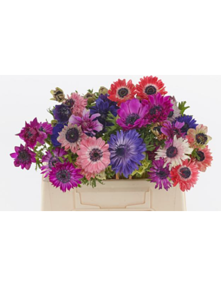 Anemone Assorted 50 or 100 stems