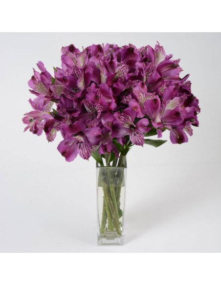 Alstromeria Purple By the Box
