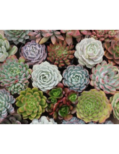 Succulents 30 or 40 Stems
