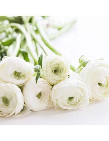 Ranunculus Elegance White 100 stems