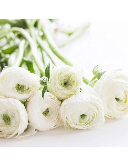 Ranunculus Elegance White 100 stems