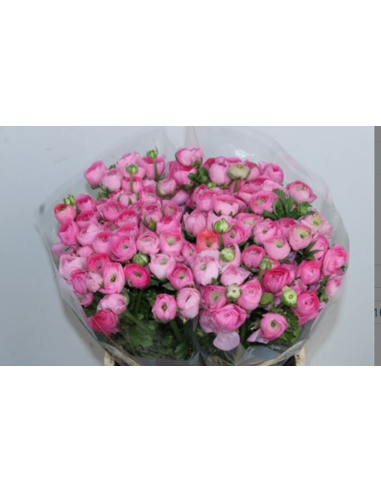 Ranunculus Elegance Pink 100 stems