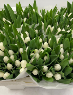 Tulip Royal Virgin White Single Bloom 150 stems