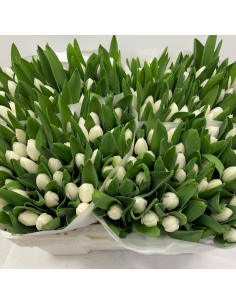 Tulip Royal Virgin White Single Bloom 150 stems BULK BOX