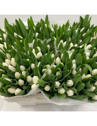 Tulip Royal Virgin White Single Bloom 150 stems BULK BOX Tulip Royal Virgin White Single Bloom 150 stems BULK BOX