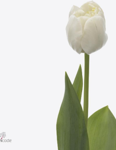 Tulip White Heart Double...