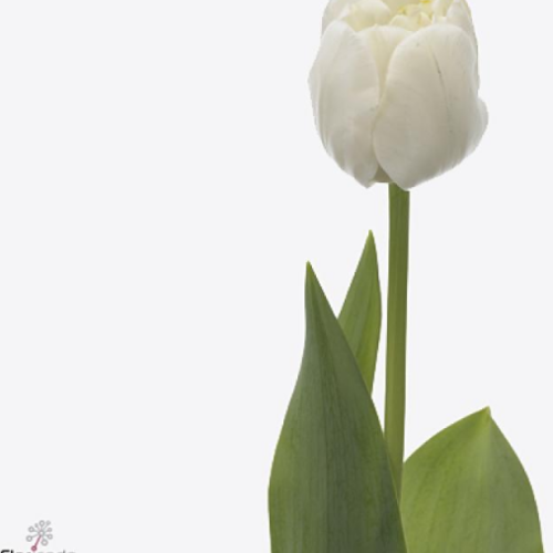 Tulip White Heart Double Bloom 150 stems