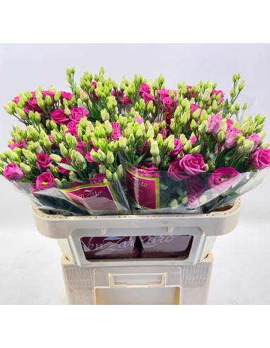 Lisianthus Rosita Red 60 stems