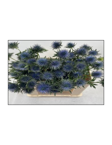 Wholesale Eryngium Magnetar Qstar - 100 Stems Bulk | Florasource