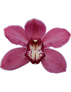 wholesale cymbidium orchids