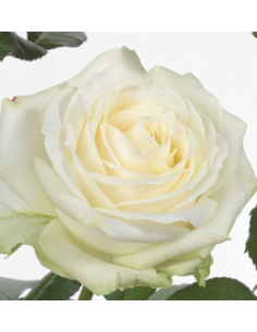 Avalanche White Roses | Large‑Headed White Roses Wholesale