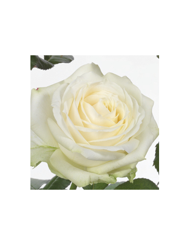Avalanche White Roses | Large‑Headed White Roses Wholesale