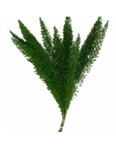 Foxtail