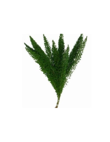 Foxtail