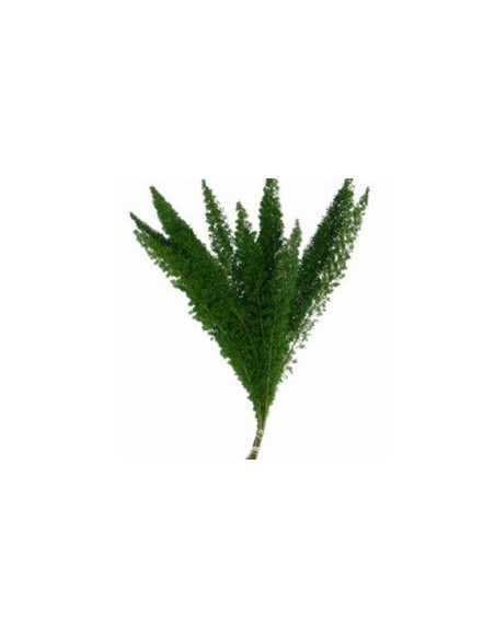 Foxtail