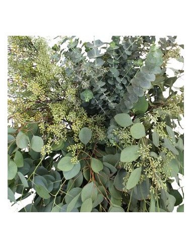 Eucalyptus Mixed Box 5 / 10 / 15 / 20  bunches