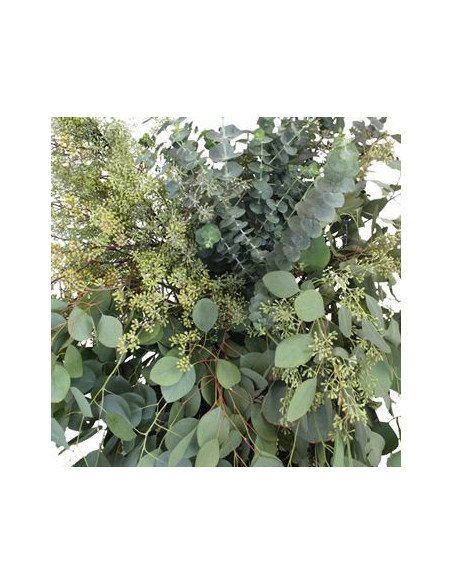 Eucalyptus Mixed Box 5 / 10 / 15 / 20  bunches