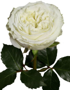 Garden Rose White Mayra's...