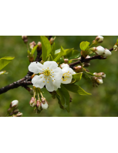 White Cherry Tips Branches 90 Stems approx.