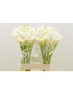 Calla Mini White “Ventura” – 50cm, 80 Stems | Premium Wholesale Calla Lilies